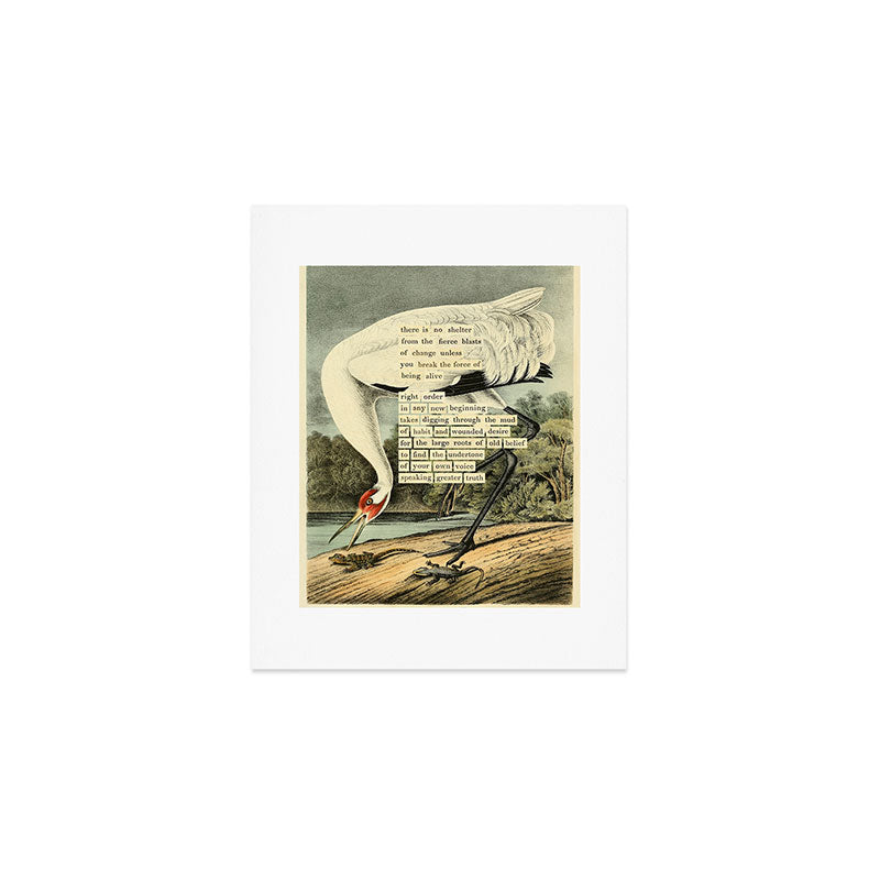 Bird Divinations: Whooping Crane (about: almanacofbirds.org) Art Print Gallery Image 1