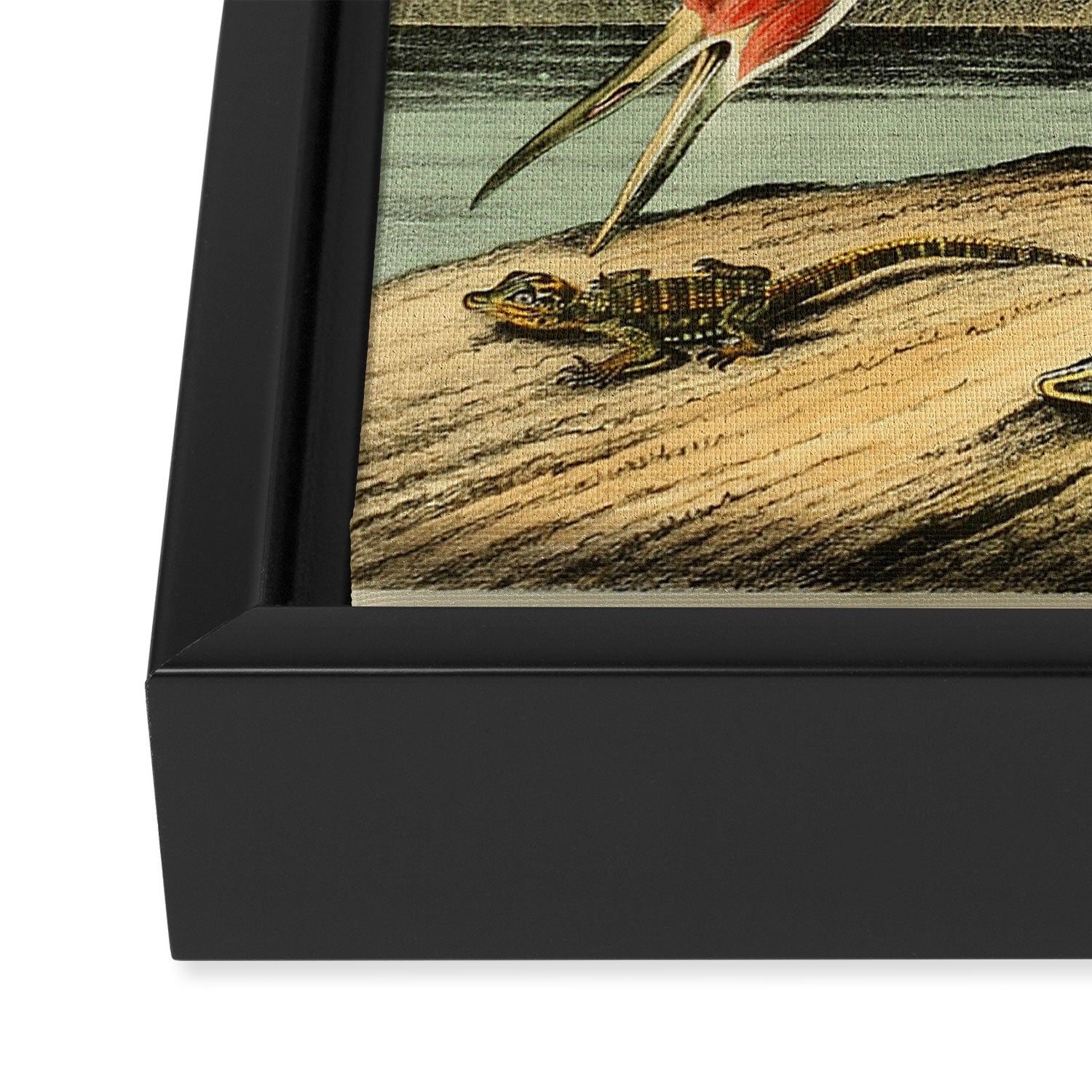 Bird Divinations: Whooping Crane (about: almanacofbirds.org) Framed Canvas Print Gallery Image 3