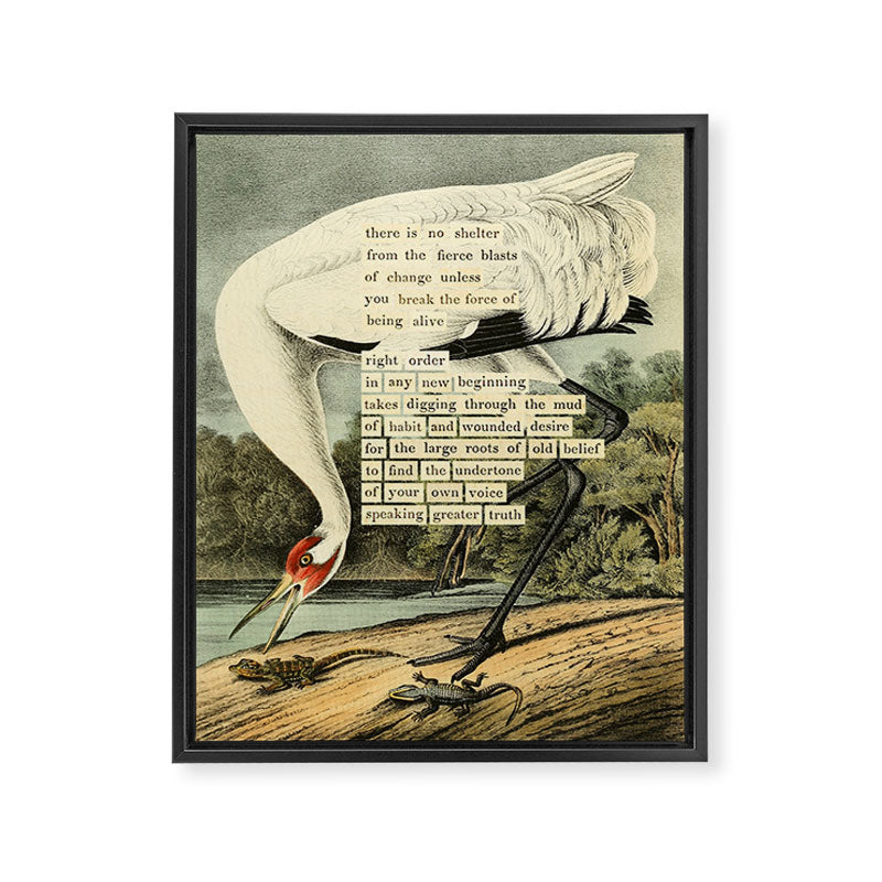 Bird Divinations: Whooping Crane (about: almanacofbirds.org) Framed Canvas Print Gallery Image 6