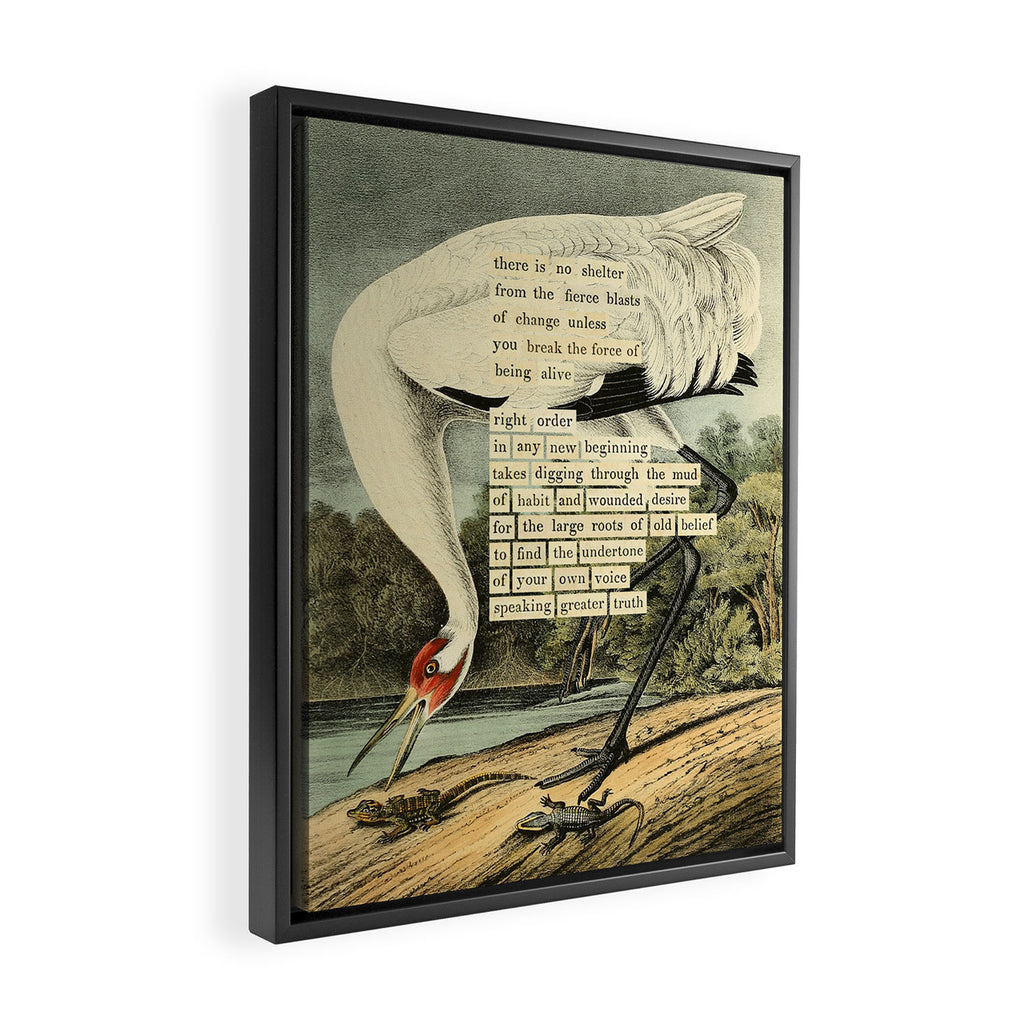 Bird Divinations: Whooping Crane (about: almanacofbirds.org) Framed Canvas Print Gallery Image 2