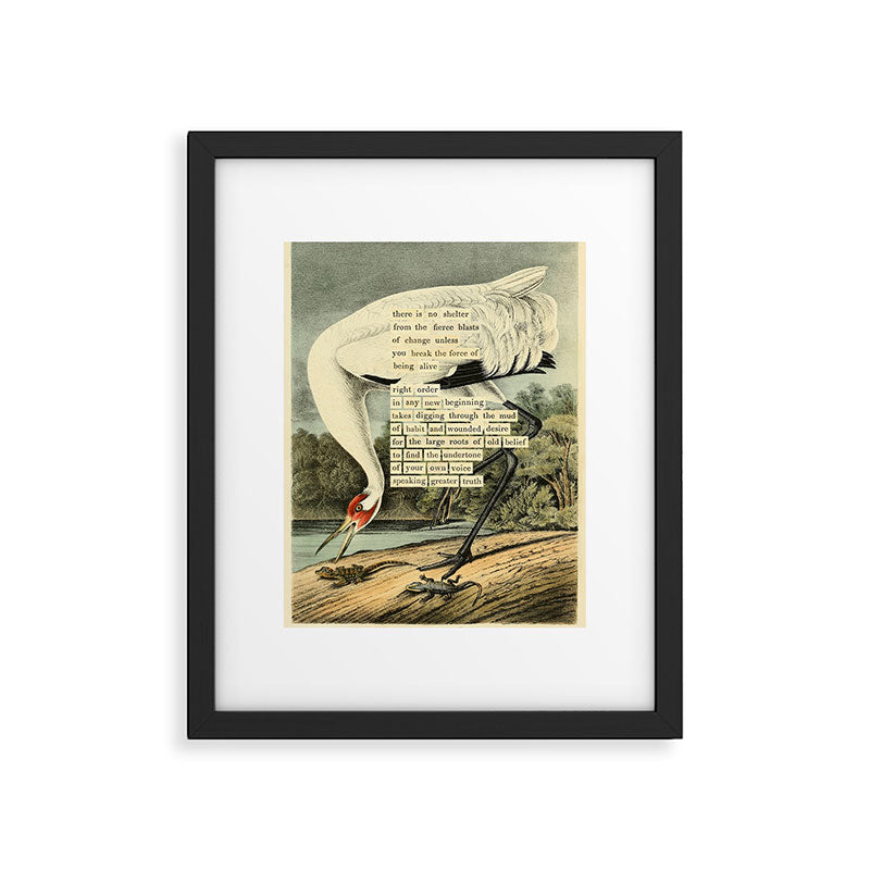 Bird Divinations: Whooping Crane (about: almanacofbirds.org) Framed Art Print Gallery Image 5