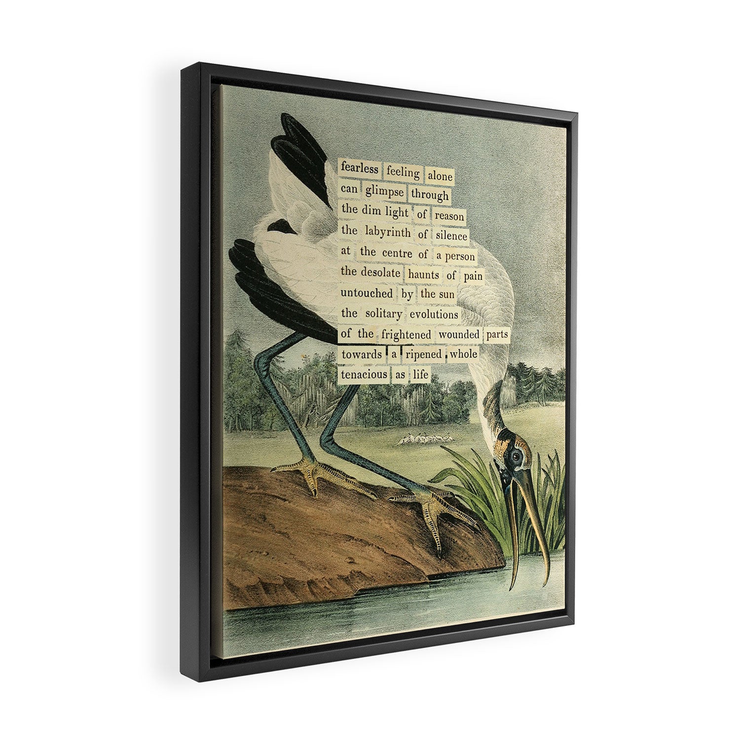 Bird Divinations: Wood Ibis (about: almanacofbirds.org) Framed Canvas Print Gallery Image 2