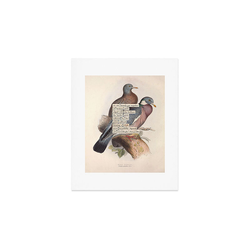 Bird Divinations: Wood Pigeon (about: almanacofbirds.org) Art Print Gallery Image 1