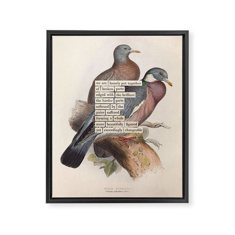 Bird Divinations: Wood Pigeon (about: almanacofbirds.org) Framed Canvas Print Gallery Image 6