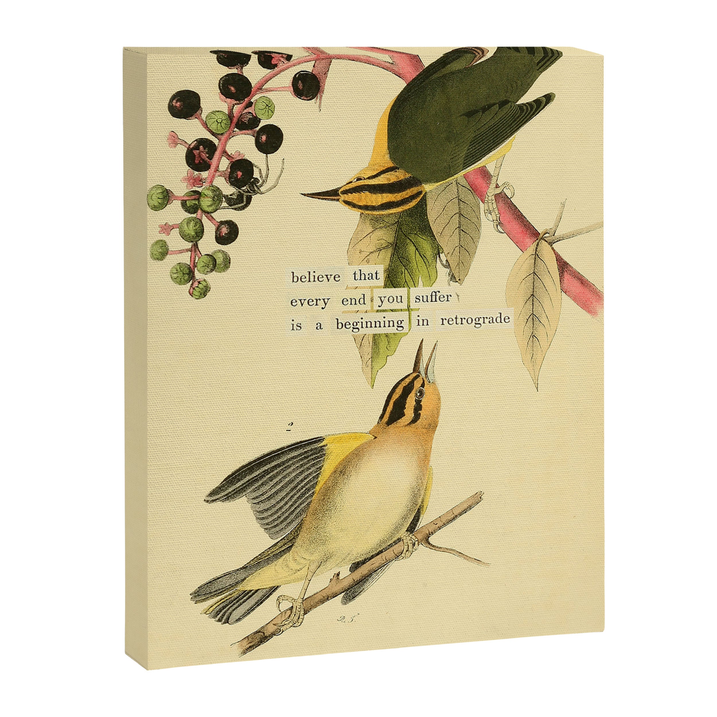 Bird Divinations: Worm-Eating Warbler (about: almanacofbirds.org) Canvas Print Gallery Image 6