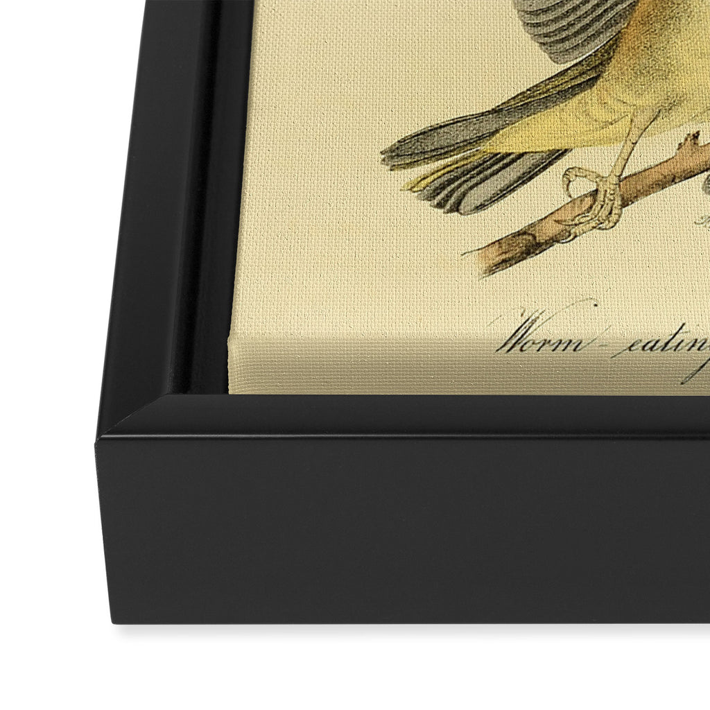 Bird Divinations: Worm-Eating Warbler (about: almanacofbirds.org) Framed Canvas Print Gallery Image 3