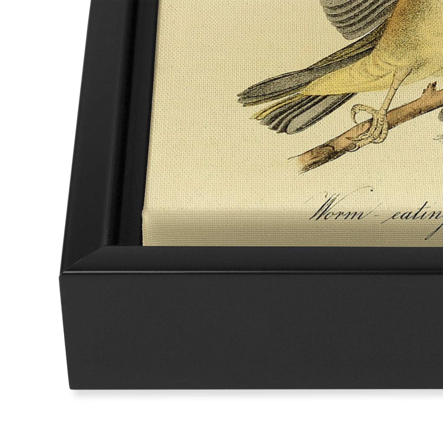 Bird Divinations: Worm-Eating Warbler (about: almanacofbirds.org) Framed Canvas Print Gallery Image 3