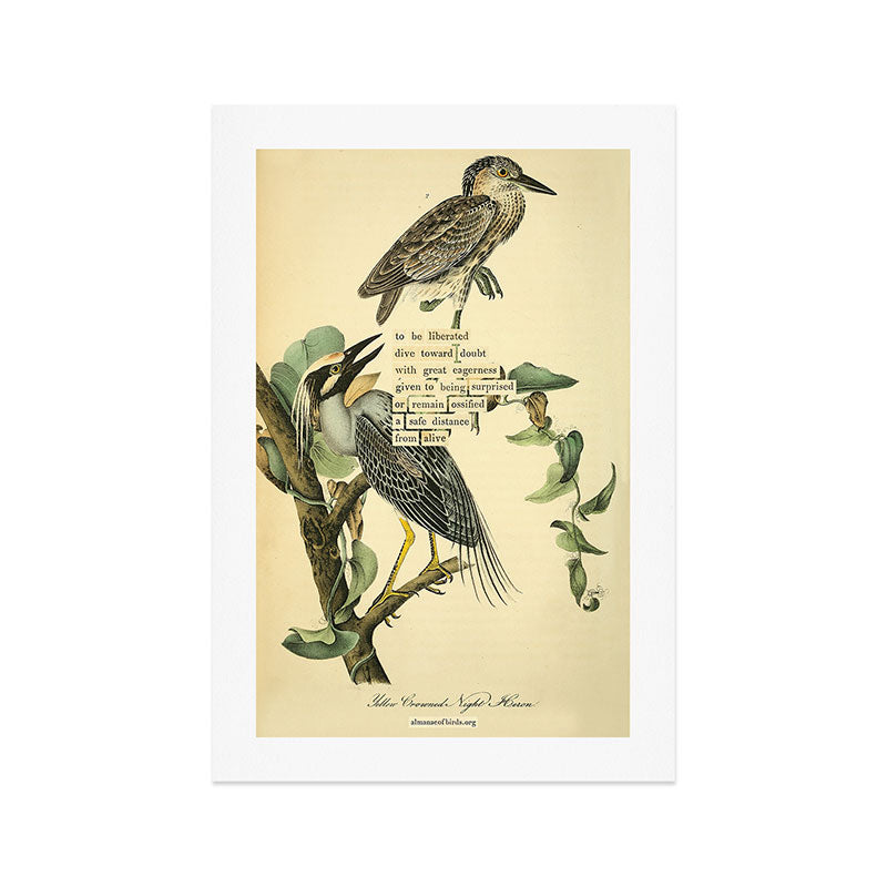Bird Divinations: Yellow-Crowned Night Heron (about: almanacofbirds.org) Art Print Gallery Image 1