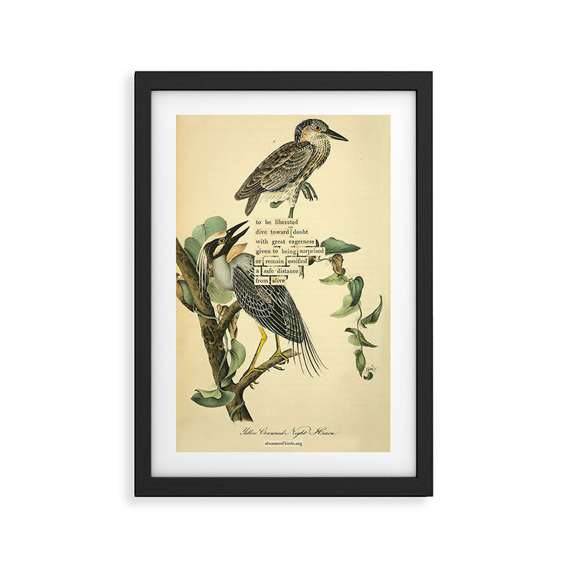 Bird Divinations: Yellow-Crowned Night Heron (about: almanacofbirds.org) Framed Art Print Gallery Image 2
