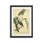 Bird Divinations: Yellow-Crowned Night Heron (about: almanacofbirds.org) Framed Art Print Gallery Image 2