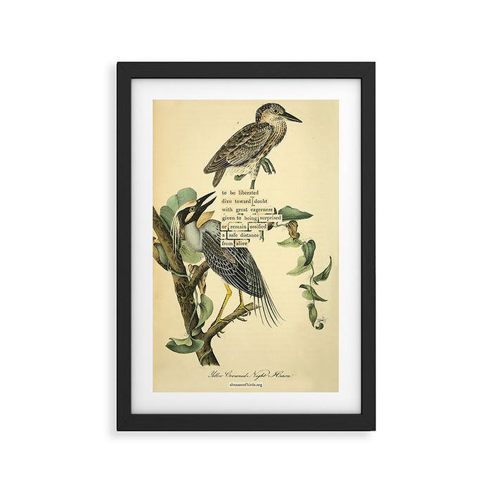 Bird Divinations: Yellow-Crowned Night Heron (about: almanacofbirds.org) Framed Art Print Gallery Image 1