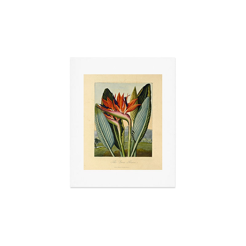 Bird of Paradise (Strelitzia Reginae) from "The Temple of Flora," 1812 (benefitting The Nature Conservancy) Art Print Gallery Image 1