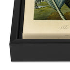 Bird of Paradise (Strelitzia Reginae) from "The Temple of Flora," 1812 (benefitting The Nature Conservancy) Framed Canvas Print Gallery Image 3