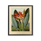 Bird of Paradise (Strelitzia Reginae) from "The Temple of Flora," 1812 (benefitting The Nature Conservancy) Framed Canvas Print Gallery Image 6