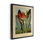 Bird of Paradise (Strelitzia Reginae) from "The Temple of Flora," 1812 (benefitting The Nature Conservancy) Framed Canvas Print Gallery Image 2