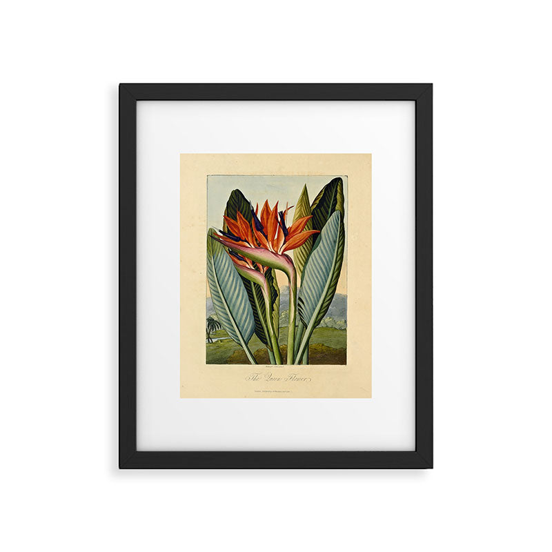 Bird of Paradise (Strelitzia Reginae) from "The Temple of Flora," 1812 (benefitting The Nature Conservancy) Framed Art Print Gallery Image 5