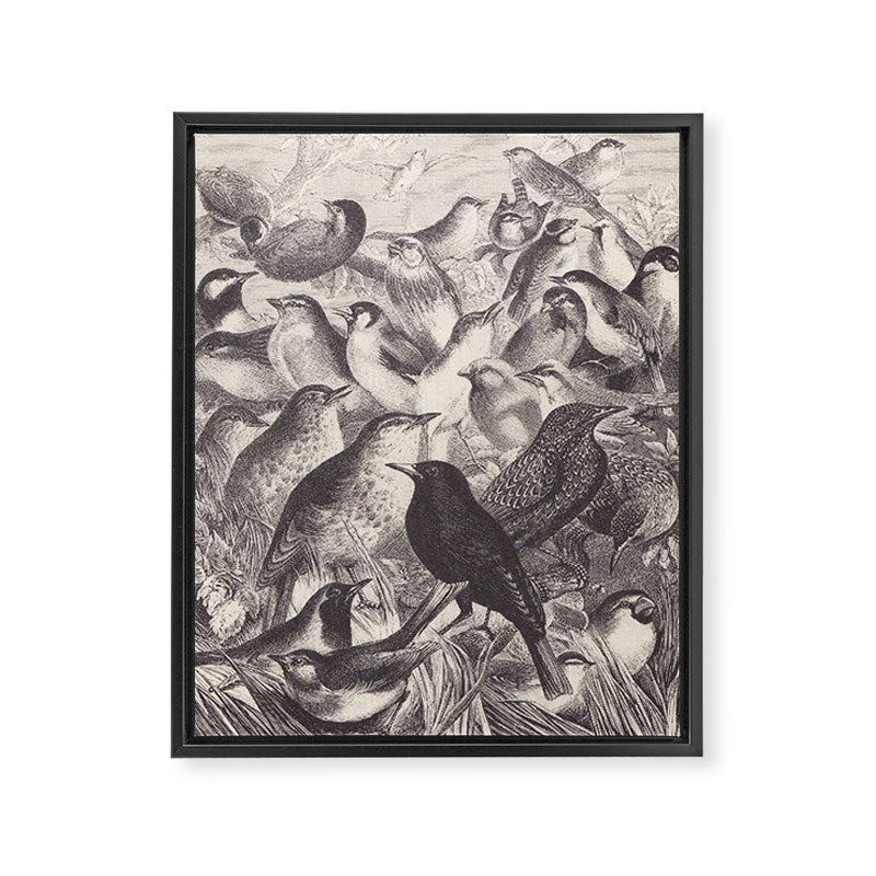 Birds from "Our Feathered Companions" by Thomas Jackson, 1870 (benefitting the Audubon Society) Framed Canvas Print Gallery Image 6