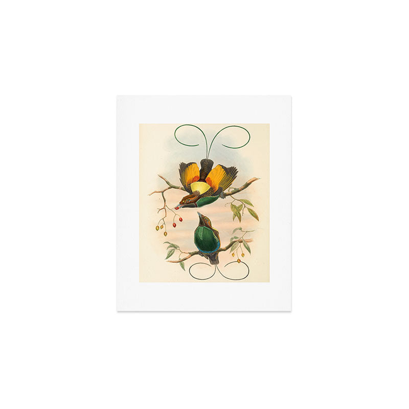 Birds-of-paradise (Dephyllodes Chrysoptera) by John Gould, 1875-1888 (benefitting the Nature Conservancy) Art Print Gallery Image 1