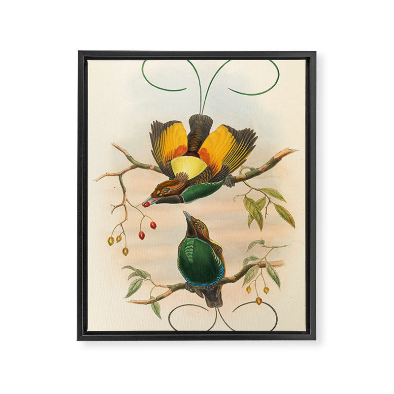 Birds-of-paradise (Dephyllodes Chrysoptera) by John Gould, 1875-1888 (benefitting the Nature Conservancy) Framed Canvas Print Gallery Image 6