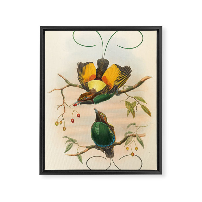Birds-of-paradise (Dephyllodes Chrysoptera) by John Gould, 1875-1888 (benefitting the Nature Conservancy) Framed Canvas Print Gallery Image 1