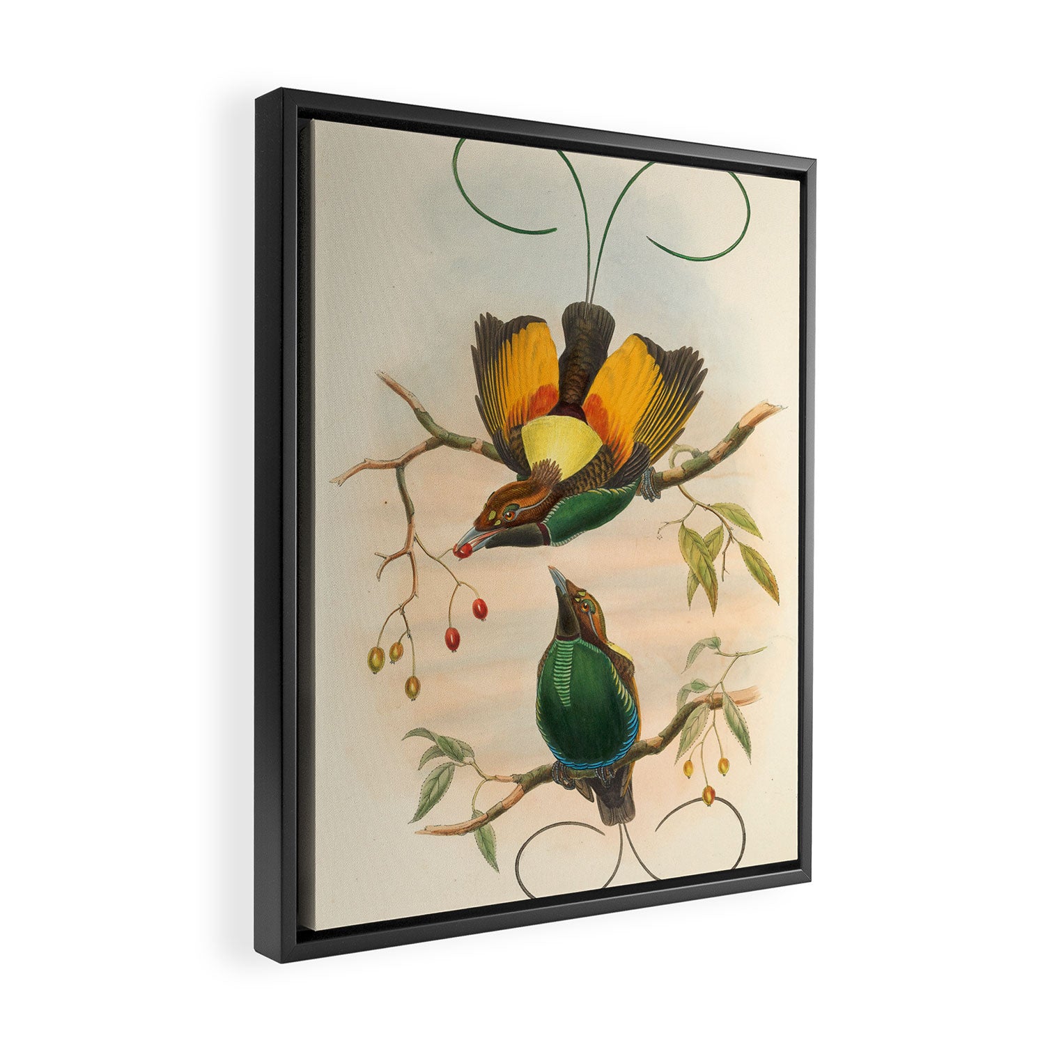 Birds-of-paradise (Dephyllodes Chrysoptera) by John Gould, 1875-1888 (benefitting the Nature Conservancy) Framed Canvas Print Gallery Image 2