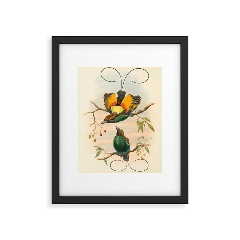 Birds-of-paradise (Dephyllodes Chrysoptera) by John Gould, 1875-1888 (benefitting the Nature Conservancy) Framed Art Print Gallery Image 5