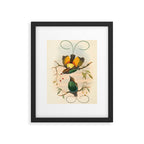 Birds-of-paradise (Dephyllodes Chrysoptera) by John Gould, 1875-1888 (benefitting the Nature Conservancy) Framed Art Print Gallery Image 5