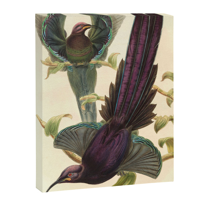 Birds-of-paradise (Epimachus Ellioti) by John Gould, 1875-1888 (benefitting the Nature Conservancy) Canvas Print Gallery Image 1