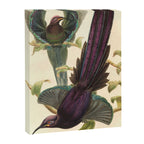 Birds-of-paradise (Epimachus Ellioti) by John Gould, 1875-1888 (benefitting the Nature Conservancy) Canvas Print Gallery Image 6