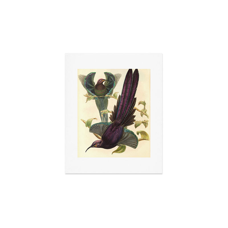 Birds-of-paradise (Epimachus Ellioti) by John Gould, 1875-1888 (benefitting the Nature Conservancy) Art Print Gallery Image 1