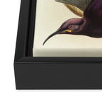 Birds-of-paradise (Epimachus Ellioti) by John Gould, 1875-1888 (benefitting the Nature Conservancy) Framed Canvas Print Gallery Image 3