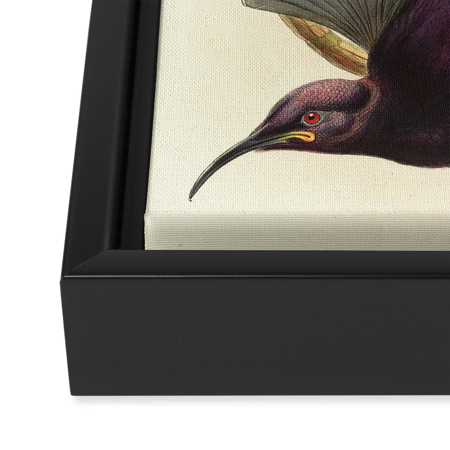 Birds-of-paradise (Epimachus Ellioti) by John Gould, 1875-1888 (benefitting the Nature Conservancy) Framed Canvas Print Gallery Image 3