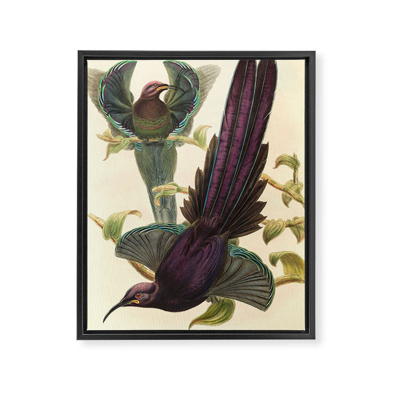 Birds-of-paradise (Epimachus Ellioti) by John Gould, 1875-1888 (benefitting the Nature Conservancy) Framed Canvas Print Gallery Image 6