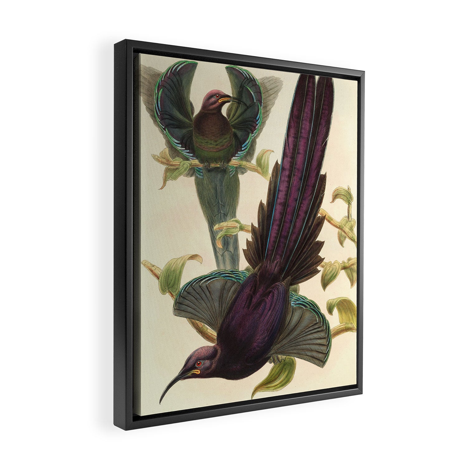 Birds-of-paradise (Epimachus Ellioti) by John Gould, 1875-1888 (benefitting the Nature Conservancy) Framed Canvas Print Gallery Image 2