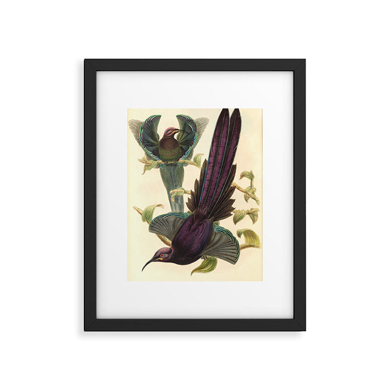 Birds-of-paradise (Epimachus Ellioti) by John Gould, 1875-1888 (benefitting the Nature Conservancy) Framed Art Print Gallery Image 5