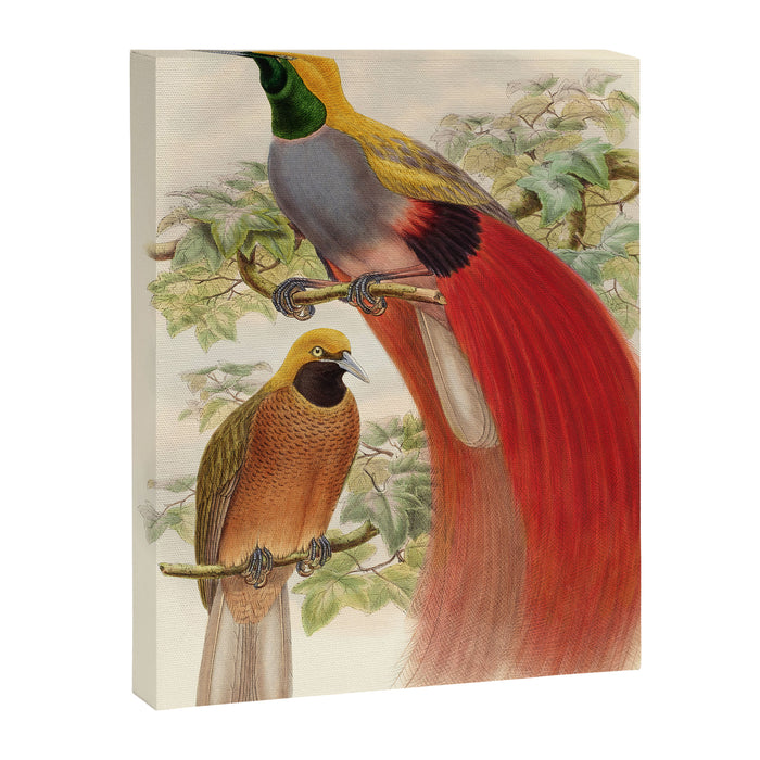 Birds-of-paradise (Paradisea Decora) by John Gould, 1875-1888 (benefitting the Nature Conservancy) Canvas Print Gallery Image 1