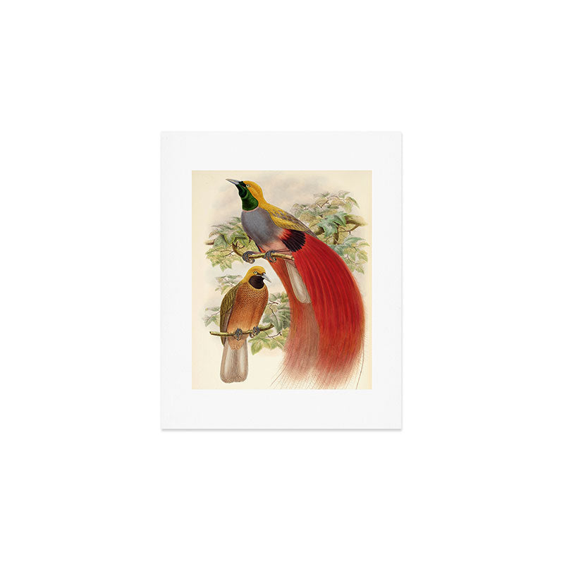 Birds-of-paradise (Paradisea Decora) by John Gould, 1875-1888 (benefitting the Nature Conservancy) Art Print Gallery Image 1
