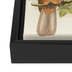 Birds-of-paradise (Paradisea Decora) by John Gould, 1875-1888 (benefitting the Nature Conservancy) Framed Canvas Print Gallery Image 3