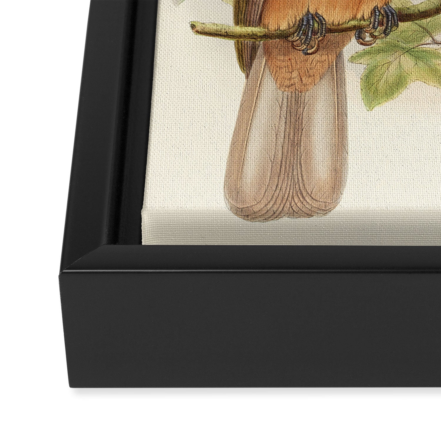 Birds-of-paradise (Paradisea Decora) by John Gould, 1875-1888 (benefitting the Nature Conservancy) Framed Canvas Print Gallery Image 3