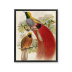 Birds-of-paradise (Paradisea Decora) by John Gould, 1875-1888 (benefitting the Nature Conservancy) Framed Canvas Print Gallery Image 6