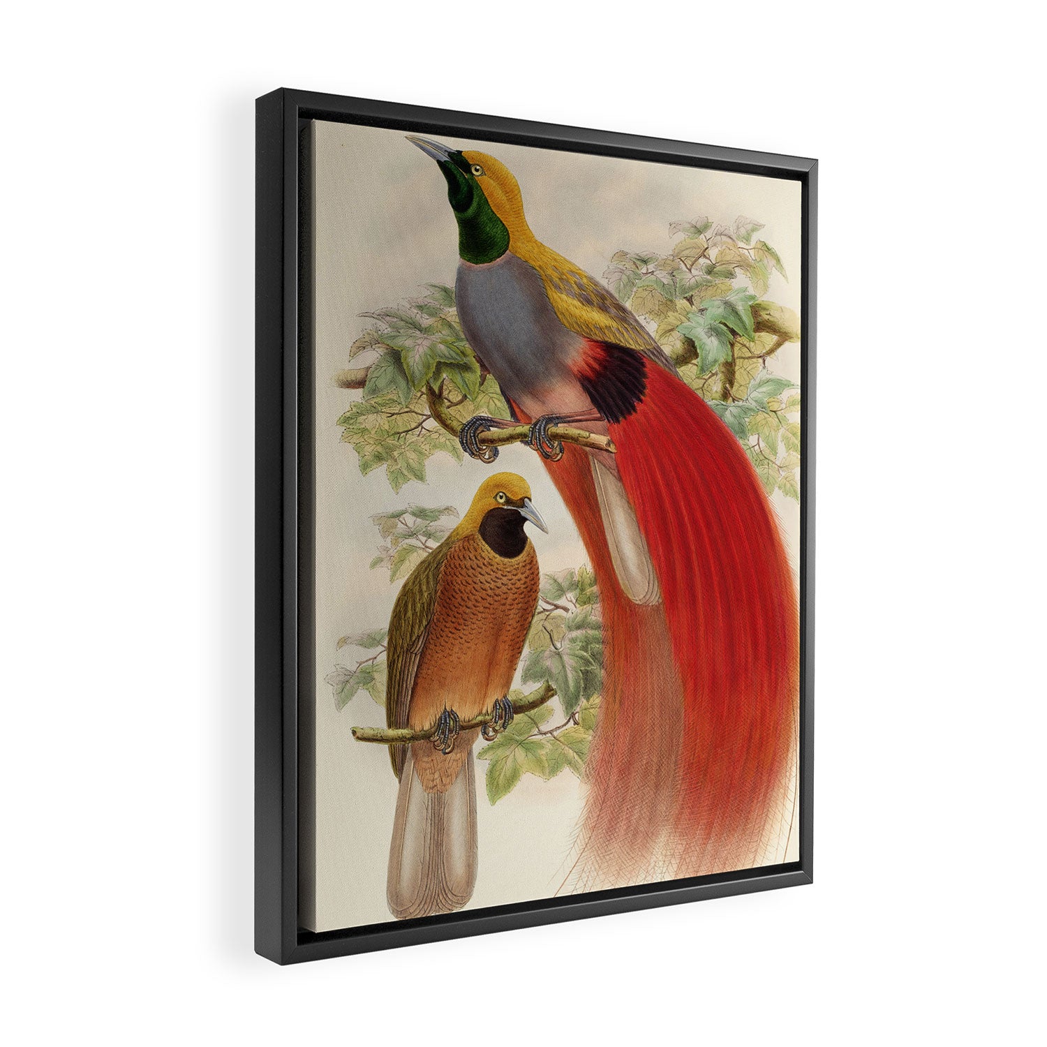 Birds-of-paradise (Paradisea Decora) by John Gould, 1875-1888 (benefitting the Nature Conservancy) Framed Canvas Print Gallery Image 2