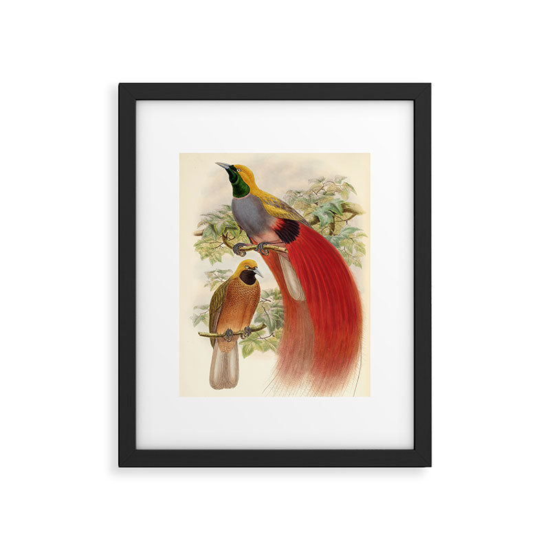 Birds-of-paradise (Paradisea Decora) by John Gould, 1875-1888 (benefitting the Nature Conservancy) Framed Art Print Gallery Image 5