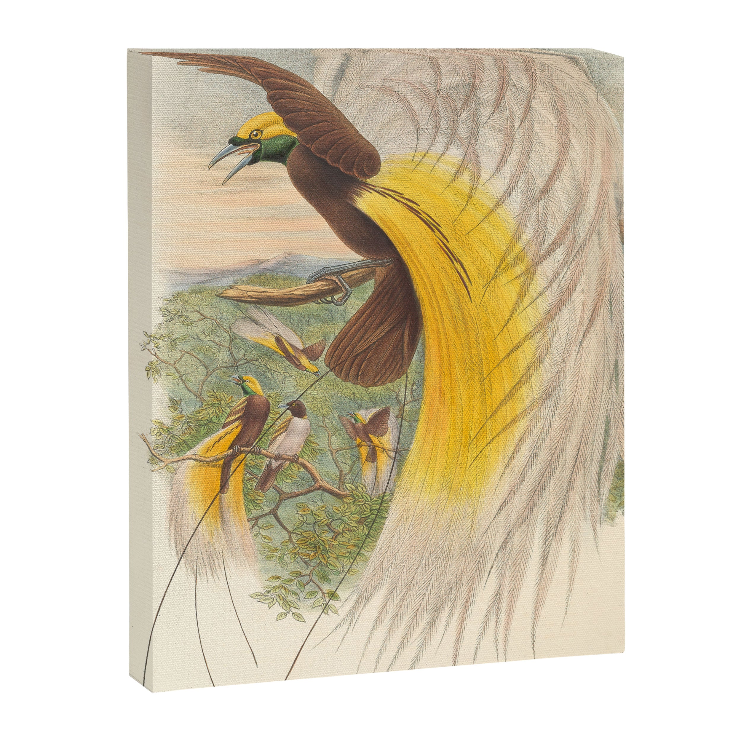 Birds-of-paradise (Paradisea Papuana) by John Gould, 1875-1888 (benefitting the Nature Conservancy) Canvas Print Gallery Image 6