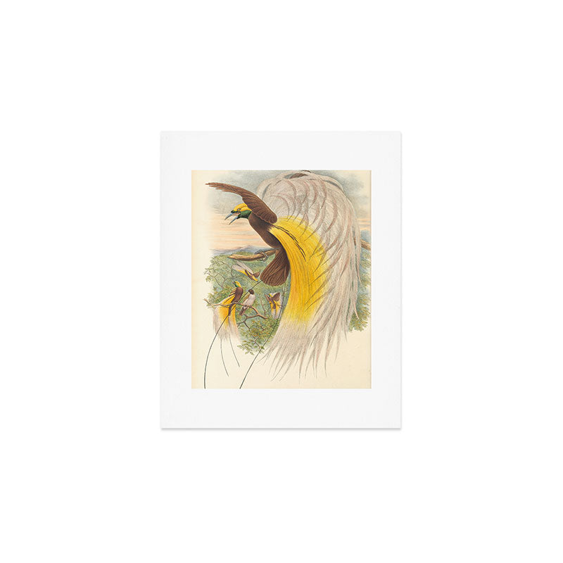 Birds-of-paradise (Paradisea Papuana) by John Gould, 1875-1888 (benefitting the Nature Conservancy) Art Print Gallery Image 1