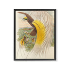 Birds-of-paradise (Paradisea Papuana) by John Gould, 1875-1888 (benefitting the Nature Conservancy) Framed Canvas Print Gallery Image 6