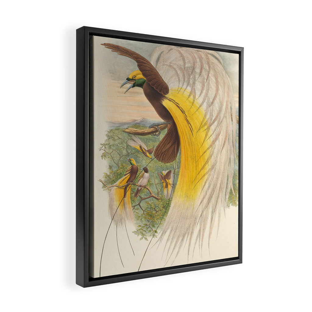 Birds-of-paradise (Paradisea Papuana) by John Gould, 1875-1888 (benefitting the Nature Conservancy) Framed Canvas Print Gallery Image 2
