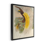 Birds-of-paradise (Paradisea Papuana) by John Gould, 1875-1888 (benefitting the Nature Conservancy) Framed Canvas Print Gallery Image 2
