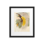 Birds-of-paradise (Paradisea Papuana) by John Gould, 1875-1888 (benefitting the Nature Conservancy) Framed Art Print Gallery Image 5