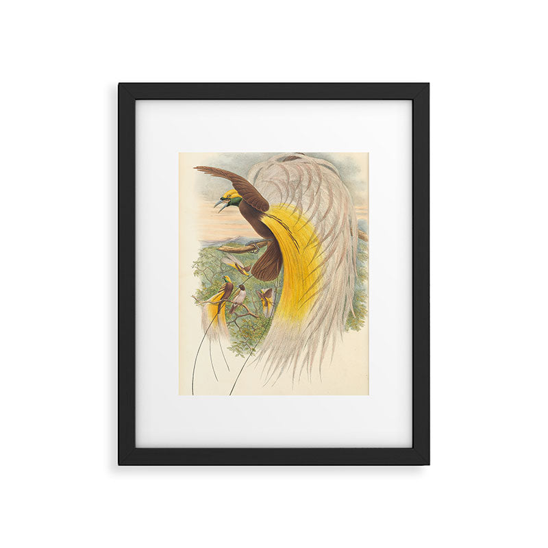 Birds-of-paradise (Paradisea Papuana) by John Gould, 1875-1888 (benefitting the Nature Conservancy) Framed Art Print Gallery Image 5