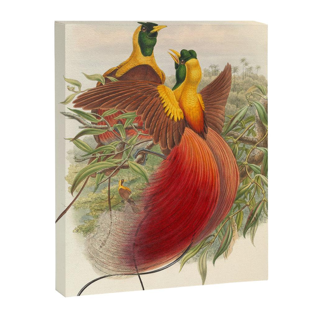 Birds-of-paradise (Paradisea Sanguinea) by John Gould, 1875-1888 (benefitting the Nature Conservancy) Canvas Print Gallery Image 6